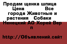 Продам щенка шпица.  › Цена ­ 15 000 - Все города Животные и растения » Собаки   . Ненецкий АО,Хорей-Вер п.